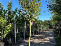 4x portugese laurier, prunus lusitanica, hoogstam, wintergroen, ca. 3-3.5 m hoog