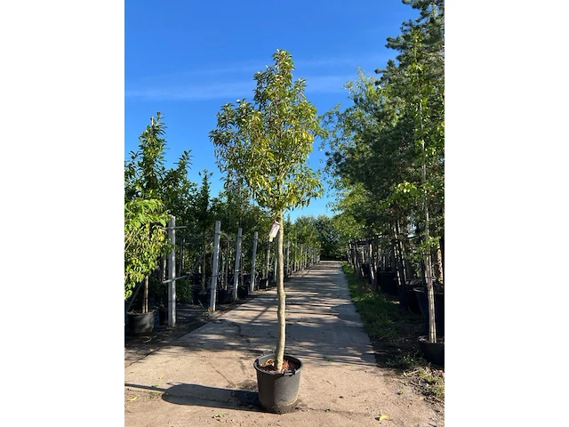 4x portugese laurier, prunus lusitanica, hoogstam, wintergroen, ca. 3-3.5 m hoog - afbeelding 2 van  4