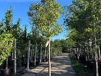 4x portugese laurier, prunus lusitanica, hoogstam, wintergroen, ca. 3-3.5 m hoog - afbeelding 2 van  4