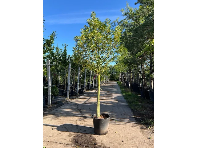 4x portugese laurier, prunus lusitanica, hoogstam, wintergroen, ca. 3-3.5 m hoog - afbeelding 3 van  4