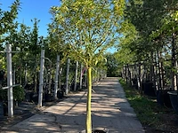 4x portugese laurier, prunus lusitanica, hoogstam, wintergroen, ca. 3-3.5 m hoog - afbeelding 3 van  4