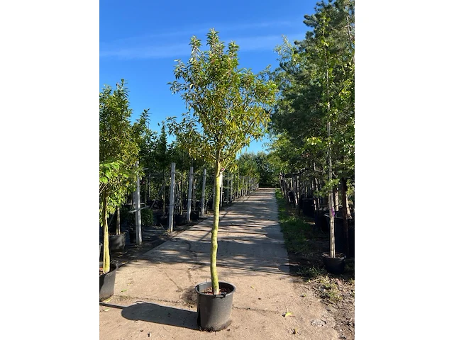 4x portugese laurier, prunus lusitanica, hoogstam, wintergroen, ca. 3-3.5 m hoog - afbeelding 4 van  4