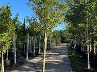 4x portugese laurier, prunus lusitanica, hoogstam, wintergroen, ca. 3-3.5 m hoog - afbeelding 4 van  4