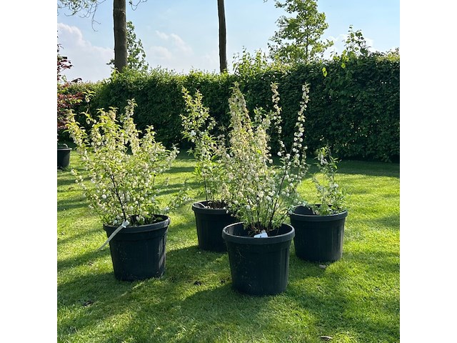 4x prunus glandulosa 'alba plena' (witte amandel) - afbeelding 1 van  2