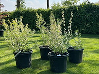 4x prunus glandulosa 'alba plena' (witte amandel) - afbeelding 1 van  2