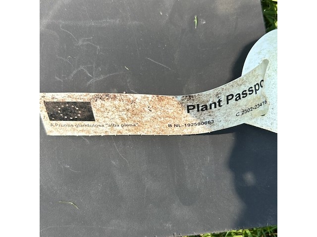 4x prunus glandulosa 'alba plena' (witte amandel) - afbeelding 2 van  2