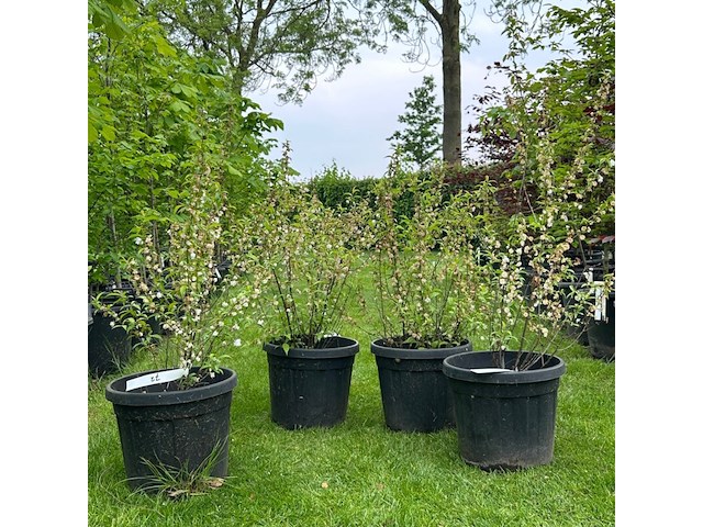 4x prunus glandulosa 'alba plena' (witte amandel) - afbeelding 1 van  2