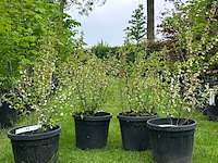 4x prunus glandulosa 'alba plena' (witte amandel) - afbeelding 1 van  2