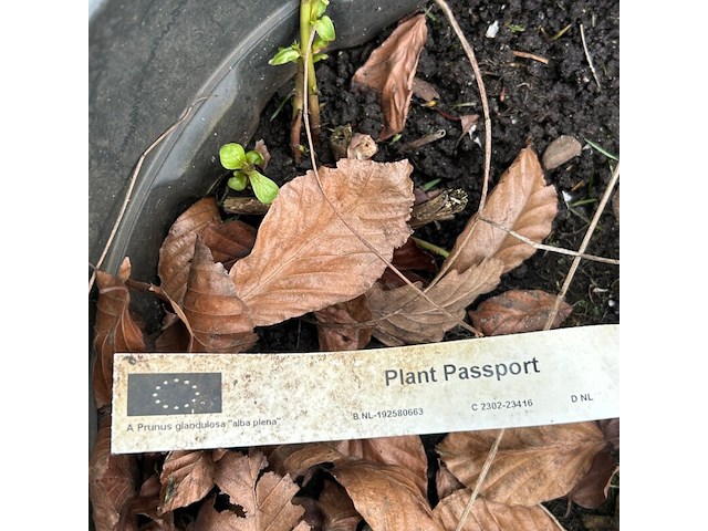 4x prunus glandulosa 'alba plena' (witte amandel) - afbeelding 2 van  2