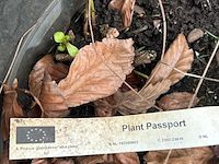 4x prunus glandulosa 'alba plena' (witte amandel) - afbeelding 2 van  2