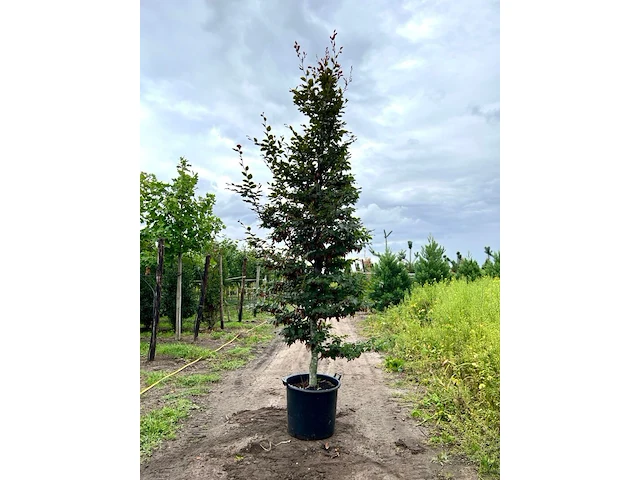 4x rode beuk, fagus 'atropunicea', geveerd, roodbladig, ca. 4-5 m hoog - afbeelding 1 van  5