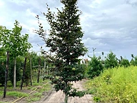 4x rode beuk, fagus 'atropunicea', geveerd, roodbladig, ca. 4-5 m hoog