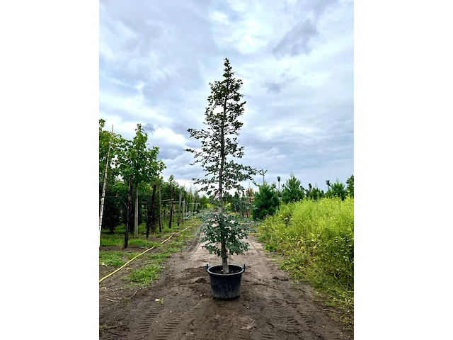 4x rode beuk, fagus 'atropunicea', geveerd, roodbladig, ca. 4-5 m hoog - afbeelding 2 van  5