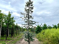 4x rode beuk, fagus 'atropunicea', geveerd, roodbladig, ca. 4-5 m hoog - afbeelding 2 van  5