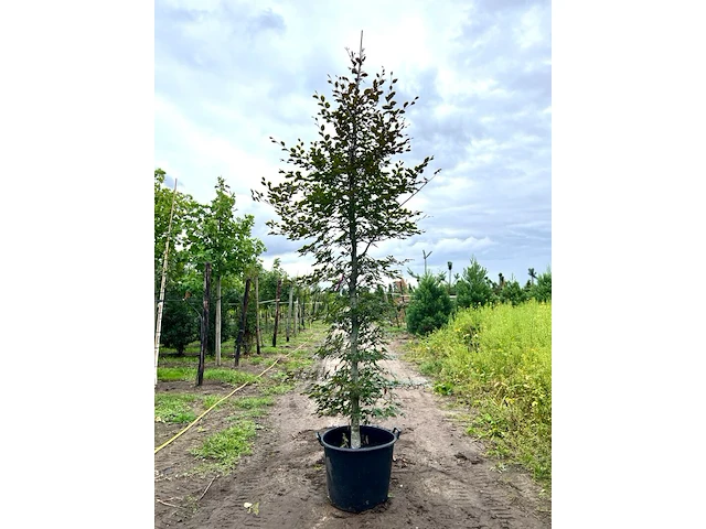 4x rode beuk, fagus 'atropunicea', geveerd, roodbladig, ca. 4-5 m hoog - afbeelding 3 van  5