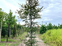 4x rode beuk, fagus 'atropunicea', geveerd, roodbladig, ca. 4-5 m hoog - afbeelding 3 van  5
