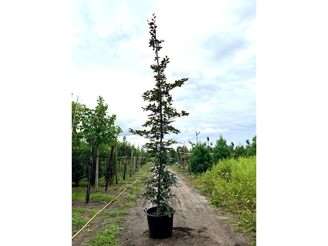 4x rode beuk, fagus 'atropunicea', geveerd, roodbladig, ca. 4-5 m hoog - afbeelding 4 van  5