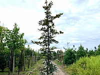 4x rode beuk, fagus 'atropunicea', geveerd, roodbladig, ca. 4-5 m hoog - afbeelding 4 van  5