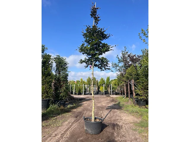 4x rode beuk, fagus 'atropunicea', hoogstam, roodbladig, ca. 5 m hoog - afbeelding 1 van  5