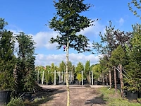 4x rode beuk, fagus 'atropunicea', hoogstam, roodbladig, ca. 5 m hoog