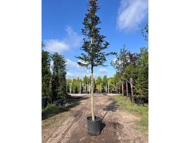 4x rode beuk, fagus 'atropunicea', hoogstam, roodbladig, ca. 5 m hoog - afbeelding 2 van  5