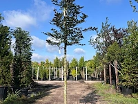 4x rode beuk, fagus 'atropunicea', hoogstam, roodbladig, ca. 5 m hoog - afbeelding 2 van  5