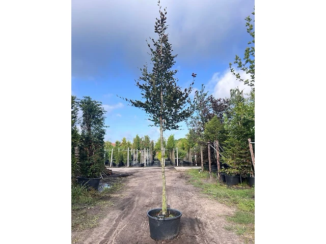 4x rode beuk, fagus 'atropunicea', hoogstam, roodbladig, ca. 5 m hoog - afbeelding 3 van  5
