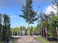 4x rode beuk, fagus 'atropunicea', hoogstam, roodbladig, ca. 5 m hoog - afbeelding 3 van  5