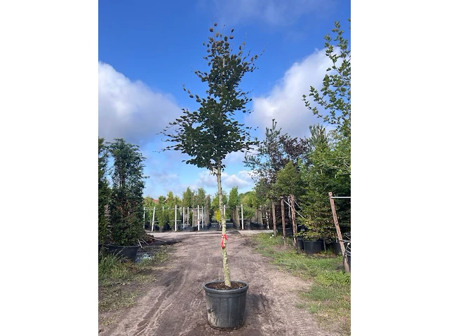 4x rode beuk, fagus 'atropunicea', hoogstam, roodbladig, ca. 5 m hoog - afbeelding 4 van  5