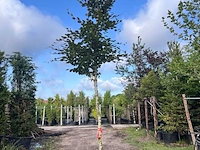 4x rode beuk, fagus 'atropunicea', hoogstam, roodbladig, ca. 5 m hoog - afbeelding 4 van  5