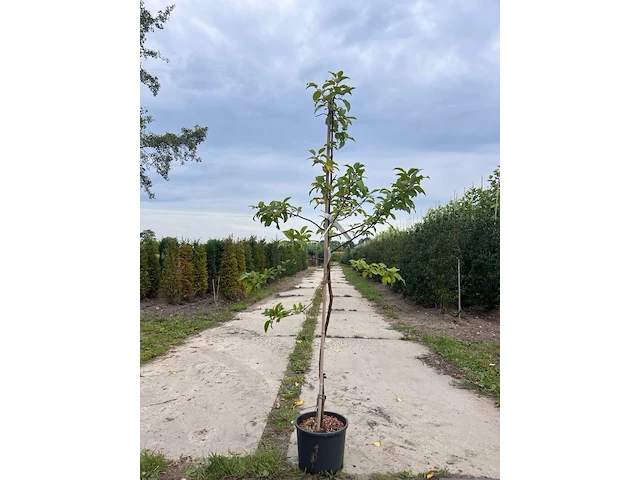 4x sierappel, malus 'red sentinel', bloesemboom, rode sierappeltjes, ca. 2 m hoog - afbeelding 1 van  3