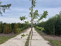 4x sierappel, malus 'red sentinel', bloesemboom, rode sierappeltjes, ca. 2 m hoog