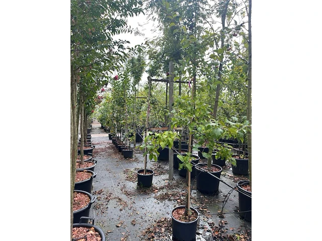 4x sierappel, malus 'red sentinel', bloesemboom, rode sierappeltjes, ca. 2 m hoog - afbeelding 2 van  3
