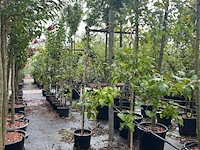 4x sierappel, malus 'red sentinel', bloesemboom, rode sierappeltjes, ca. 2 m hoog - afbeelding 2 van  3