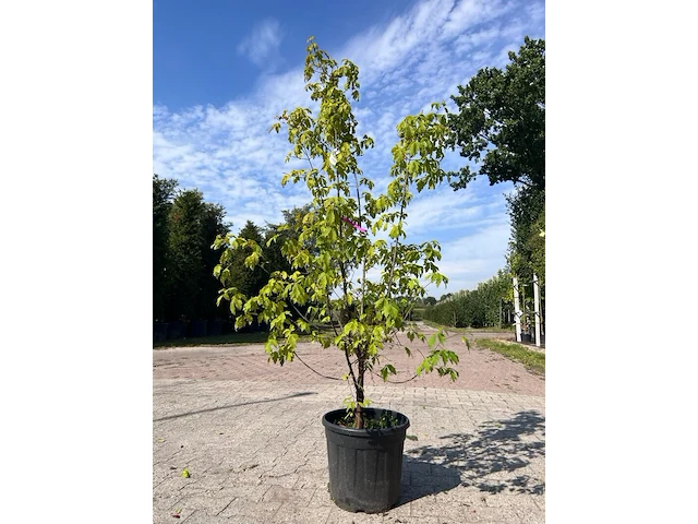 4x sierstruik, acer tataricum ginnala, e.a., sierheester, bloei/herfstverkleuring, ca. 100-175 cm hoog - afbeelding 1 van  4