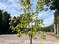4x sierstruik, acer tataricum ginnala, e.a., sierheester, bloei/herfstverkleuring, ca. 100-175 cm hoog