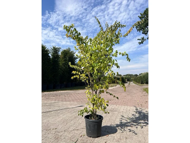 4x sierstruik, acer tataricum ginnala, e.a., sierheester, bloei/herfstverkleuring, ca. 100-175 cm hoog - afbeelding 2 van  4