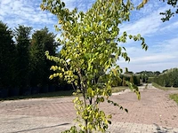 4x sierstruik, acer tataricum ginnala, e.a., sierheester, bloei/herfstverkleuring, ca. 100-175 cm hoog - afbeelding 2 van  4