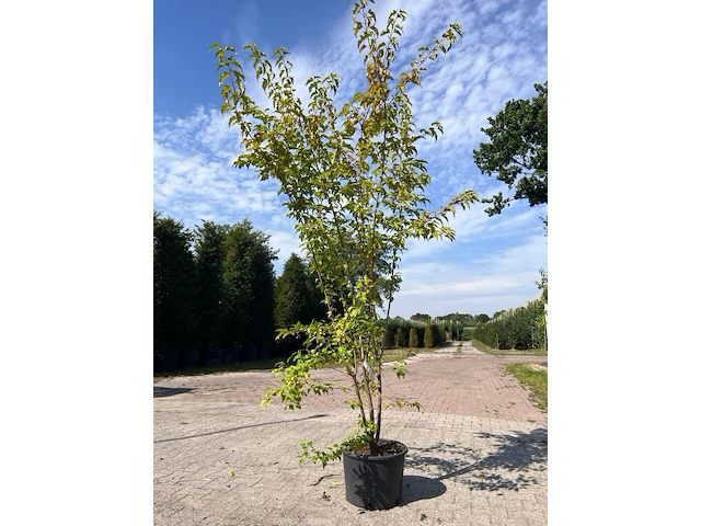 4x sierstruik, acer tataricum ginnala, e.a., sierheester, bloei/herfstverkleuring, ca. 100-175 cm hoog - afbeelding 3 van  4