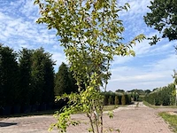 4x sierstruik, acer tataricum ginnala, e.a., sierheester, bloei/herfstverkleuring, ca. 100-175 cm hoog - afbeelding 3 van  4