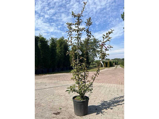 4x sierstruik, acer tataricum ginnala, e.a., sierheester, bloei/herfstverkleuring, ca. 100-175 cm hoog - afbeelding 4 van  4