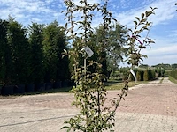 4x sierstruik, acer tataricum ginnala, e.a., sierheester, bloei/herfstverkleuring, ca. 100-175 cm hoog - afbeelding 4 van  4