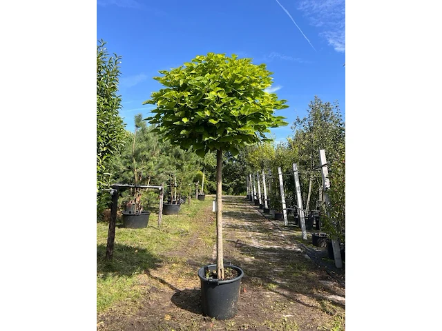 4x trompetboom, catalpa 'nana', bolboom, ca. 160 cm stamhoogte - afbeelding 1 van  4