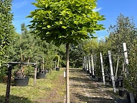 4x trompetboom, catalpa 'nana', bolboom, ca. 160 cm stamhoogte