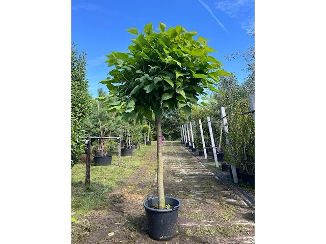 4x trompetboom, catalpa 'nana', bolboom, ca. 160 cm stamhoogte - afbeelding 2 van  4