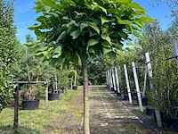 4x trompetboom, catalpa 'nana', bolboom, ca. 160 cm stamhoogte - afbeelding 2 van  4