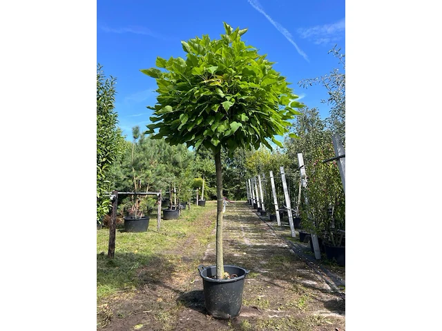 4x trompetboom, catalpa 'nana', bolboom, ca. 160 cm stamhoogte - afbeelding 3 van  4