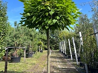 4x trompetboom, catalpa 'nana', bolboom, ca. 160 cm stamhoogte - afbeelding 3 van  4