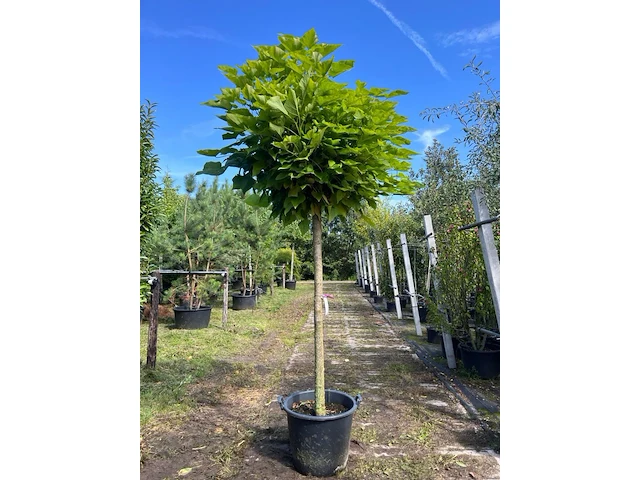 4x trompetboom, catalpa 'nana', bolboom, ca. 160 cm stamhoogte - afbeelding 4 van  4