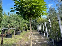 4x trompetboom, catalpa 'nana', bolboom, ca. 160 cm stamhoogte - afbeelding 4 van  4